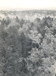 CP36-03-2 - Sabine National Forest 1950 by United States Forest Service