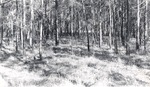 CP36-03-3 - Sabine National Forest 1950 by United States Forest Service