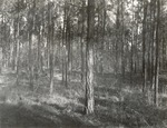 CP38-T64-260 - Sabine National Forest 1960