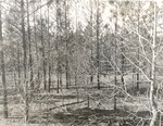 CP41-T64-305 - Sabine National Forest 1960