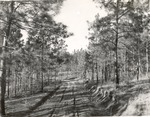 CP41-T64-309 - Sabine National Forest 1960