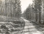 CP41-T64-312 - Sabine National Forest 1960