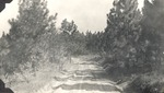 CP42-04 - Sabine National Forest 1951 002