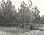 CP43-3316 - Sabine National Forest 1956 by United States Forest Service