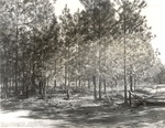 CP43-T64-265 - Sabine National Forest 1960 by United States Forest Service