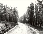 CP48-3314 - Sabine National Forest 1956 by United States Forest Service