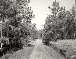 CP48-3315 - Sabine National Forest 1956 by United States Forest Service