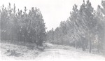 CP48-A - Sabine National Forest 1951 by United States Forest Service
