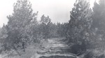 CP48 - Sabine National Forest 1951 by United States Forest Service