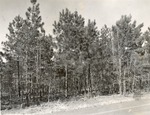 CP48-T64-291 - Sabine National Forest 1960
