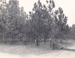 CP49-3316 - Sabine National Forest 1956 by United States Forest Service