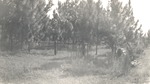 CP49-406522 - Sabine National Forest 1951 002