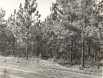 CP49-T64-311 - Sabine National Forest 1960 by United States Forest Service