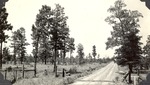 CP51-3317 - Sabine National Forest 1940 001 by United States Forest Service