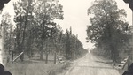 CP51-3317 - Sabine National Forest 1951 002