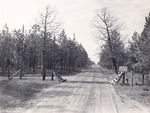 CP51-3317 - Sabine National Forest 1956 003