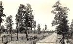 CP51-406521 - Sabine National Forest 1940 by United States Forest Service
