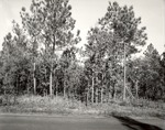 CP52-3318 - Sabine National Forest 1960
