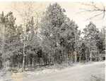 CP52-T64-296 - Sabine National Forest 1960 by United States Forest Service