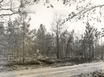 CP52-T64-308 - Sabine National Forest 1960 by United States Forest Service
