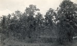 CP53-06 Before - Sabine National Forest 1952 by United States Forest Service