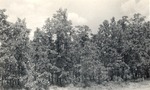 CP54-07 - Sabine National Forest 1952