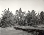 CP54-3320 - Sabine National Forest 1956