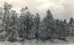 CP55-08 - Sabine National Forest 1952 by United States Forest Service