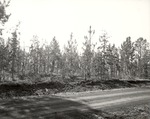 CP55-3321 - Sabine National Forest 1956 by United States Forest Service
