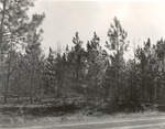 CP55-T64-290 - Sabine National Forest 1960