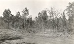 CP56-09 After - Sabine National Forest 1952 by United States Forest Service