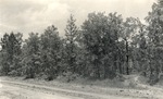 CP56-09 - Sabine National Forest 1952 001