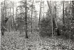 CP4101-10-2 - Sabine National Forest 1987 by United States Forest Service