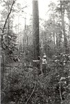 CP4108-10-1 - Sabine National Forest 1987 by United States Forest Service