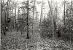 CP4108-18 - Sabine National Forest 1987 by United States Forest Service