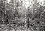 CP4109-19 - Sabine National Forest 1987 by United States Forest Service