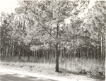 CP30 T64-268 - Angelina National Forest 1959 by United States Forest Service