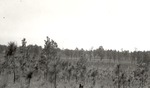 CP31-01 - Angelina National Forest 1944 by United States Forest Service