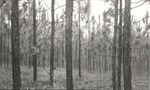 CP31-3635 - Angelina National Forest 1950 by United States Forest Service