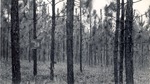 CP31-400826 - Angelina National Forest 1950 by United States Forest Service
