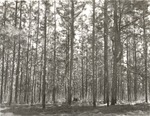 CP31 T64-239 - Angelina National Forest 1959 by United States Forest Service