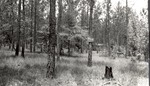 CP32-02 - Angelina National Forest 1955 by United States Forest Service