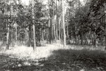 CP32-03 - Angelina National Forest 1981 by United States Forest Service