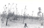 CP32-400830 - Angelina National Forest 1944 by United States Forest Service