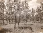 CP32-400830 - Angelina National Forest 1947