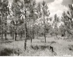CP32-447598 - Angelina National Forest 1947