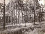 CP33-400831 - Angelina National Forest 1947 by United States Forest Service