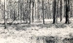 CP33-400831 - Angelina National Forest 1955