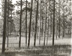 CP33-400831 - Angelina National Forest 1959