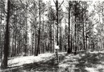 CP3102 UI - Angelina National Forest 1987 by United States Forest Service